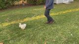 Chicken Harness Marigold