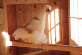 Hen Protector - Ruffle Marigold