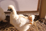 Hen Protector - Ruffle Wild Red