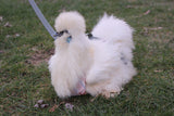 white silkie chicken wearing chicken harness
