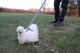 Chicken Harness Early Bird