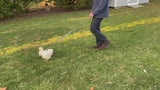video of man walking a chicken on a leash