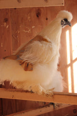 Hen Protector - Ruffle Marigold