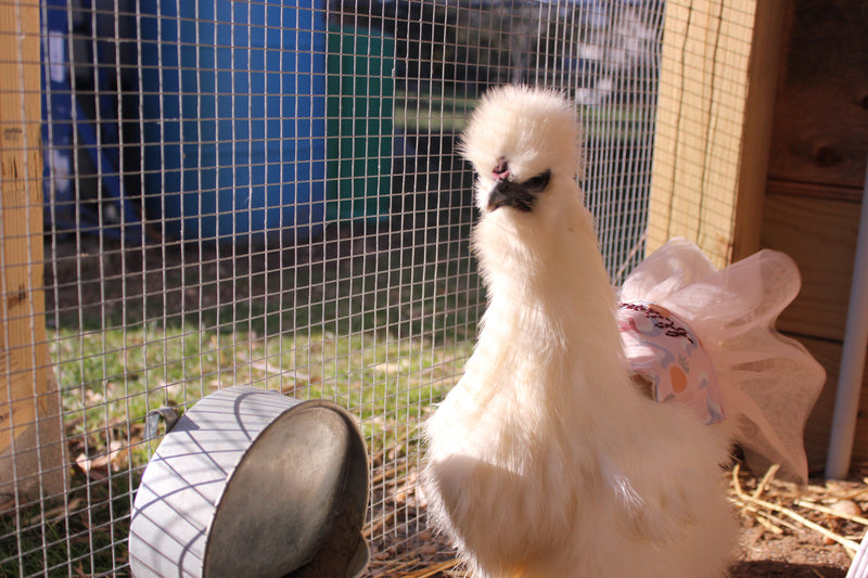 Chicken Tutu - Early Bird Custom